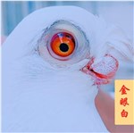 金眼白-品系百科