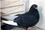 黑玉翅鸽-品系百科