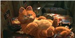 异国短毛猫-品系百科