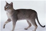 新加坡猫-品系百科
