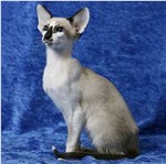 塞舌尔猫-品系百科