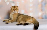 苏格兰折耳猫-品系百科