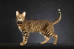 塞伦盖蒂猫-品系百科
