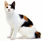 日本短尾猫-品系百科