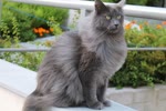 尼比隆猫-品系百科