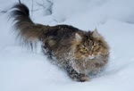 挪威森林猫-品系百科