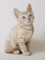 德国卷毛猫-品系百科