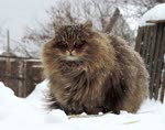 西伯利亚猫-品系百科