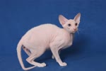 彼得秃猫-品系百科