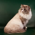 涅瓦河假面猫-品系百科