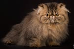 异国长毛猫-品系百科