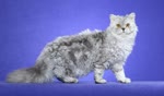塞尔凯克卷毛猫-品系百科