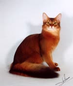 索马里猫-品系百科