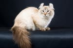 美国卷耳猫-品系百科