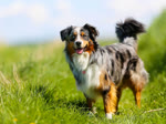 澳大利亚牧羊犬-品系百科