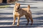 中国沙皮犬-品系百科
