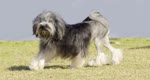 罗秦犬-品系百科