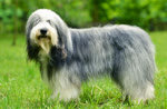 古代英国牧羊犬-品系百科