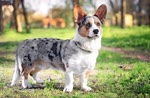 卡迪根威尔士柯基犬-品系百科