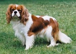 骑士查理王小猎犬-品系百科