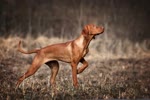 维希拉猎犬-品系百科