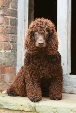 爱尔兰水猎犬-品系百科