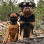 布鲁塞尔格里芬犬-品系百科