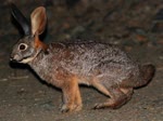 南非山兔-品系百科
